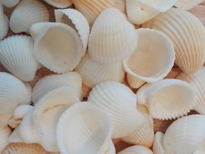 200 small Cockle Shells white