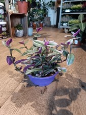 Tradescantia Nanouk | 19 CM Pot | Easy Care Indoor Houseplant | Pink & Purple
