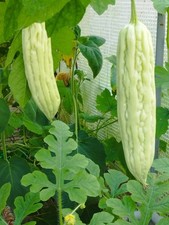 ​5x White Bitter Melon