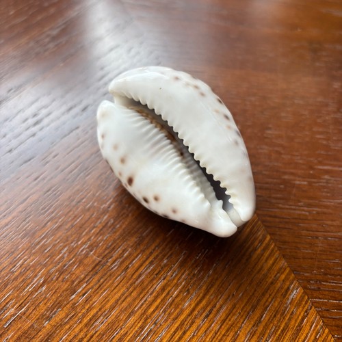 Large tiger cowrie sea - cowrie, shell