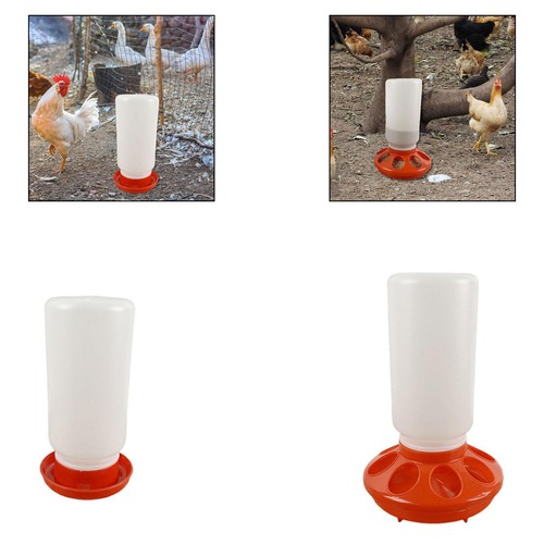 Chicken feeder waterer feeding - chicken,