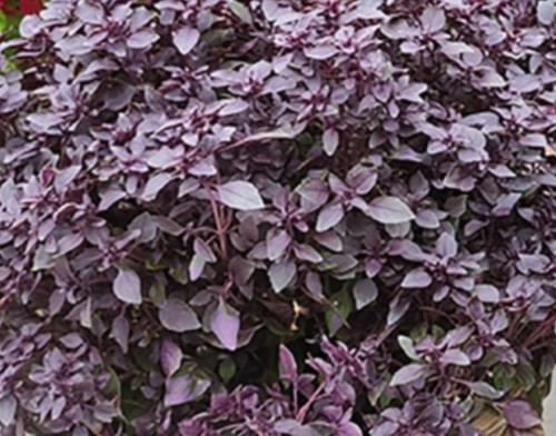 Herb basil purple ball 1 - basil, x