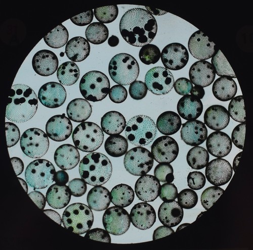 Microscope photo green - green, plant