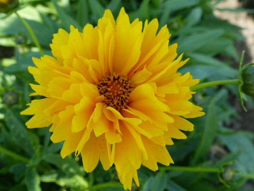 Coreopsis golden globe - coreopsis,