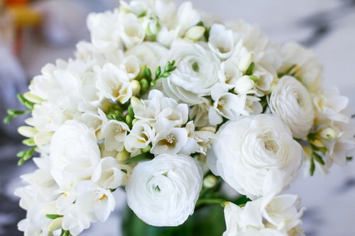 Ranunculus freesia white - ranunculus, &