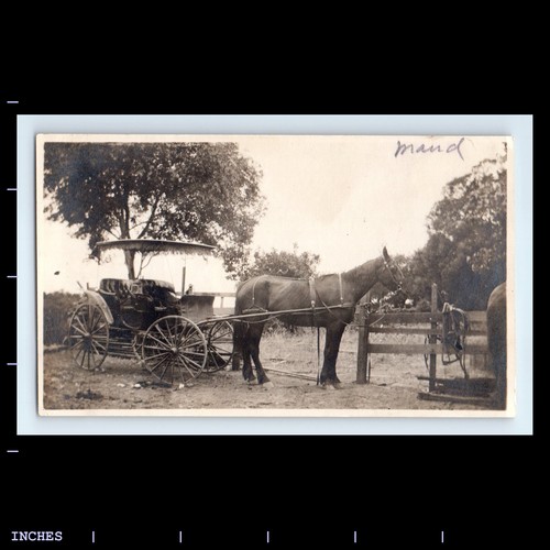 Vintage photo horse - vintage,