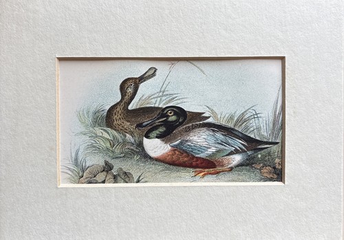 Antique shoveler coloured - shoveler,