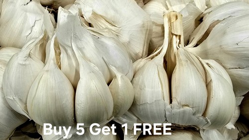 Whole elephant garlic bulb - whole,