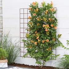Campsis Climbing Plants Garden Hardy Shrub 'Indian Summer' Easy Grow 2L Pots T&M