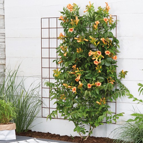 Campsis climbing plants - climbing, garden