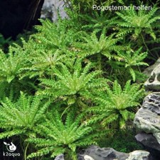 Pogostemon helferi Live Aquarium Plant Shrimp Safe Scape Tank Aquascaping K2AQUA