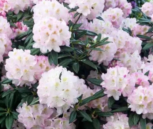 Sale large rhododendron - -,