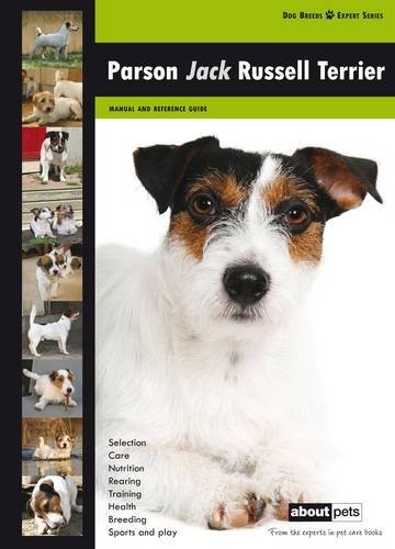 Parson jack russell - parson,