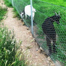 985x40" Galvanized Poultry Net