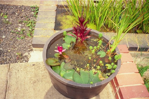 Container pond plant - plant, x