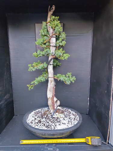 Tanuki needle juniper bonsai - tanuki,