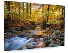 STUNNING WOODLAND FOREST WATER