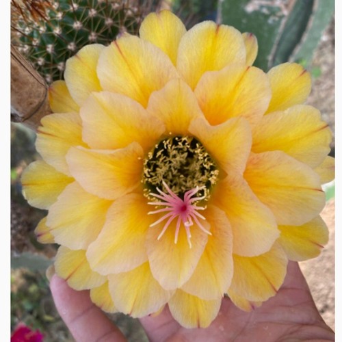 7cm cactus succulent plant - cactus,