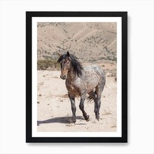 Blue Roan Wild Horse Art Print