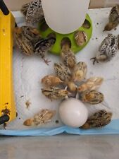 4 kg. Quail Premium Superfine