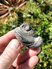 Gryphea eugassiceras - gryphea,