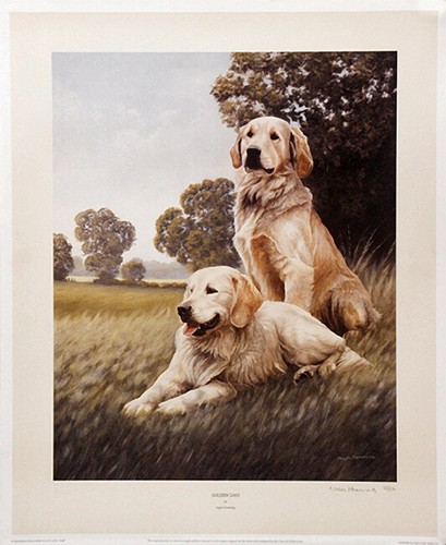 Golden retriever gundog - golden,