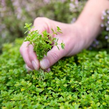 50 Green Creeping Thyme Seeds Rock & Garden Trailing Mat Forming Plants to Grow