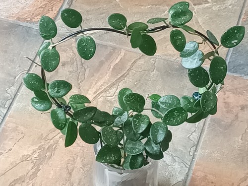 Big hoya mathilde speckled - mathilde,