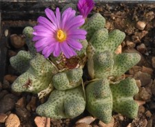 Conophytum marginatum ssp