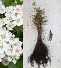 50 Hawthorn Hedging Plants