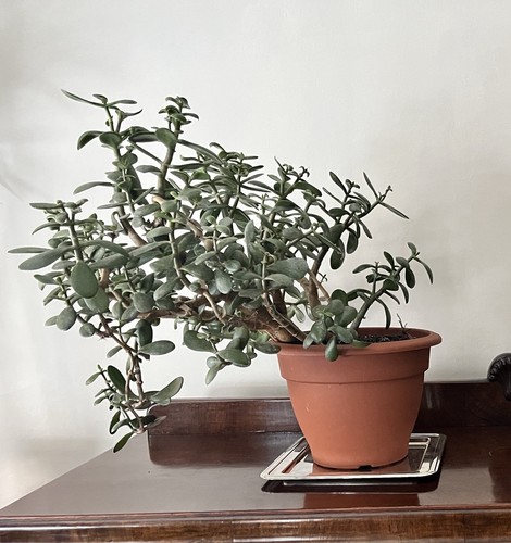 Large mature year old jade - 20-year-old,