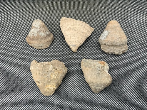 Fossil horn coral - horn, /
