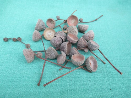 100 dried natural acorn - natural,