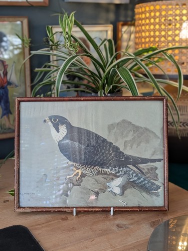 Vintage peregrine falcon bird - vintage,