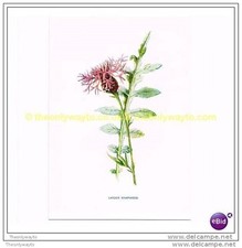 LARGER KNAPWEED, Book