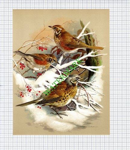 Redwing fieldfare bird basil - fieldfare,