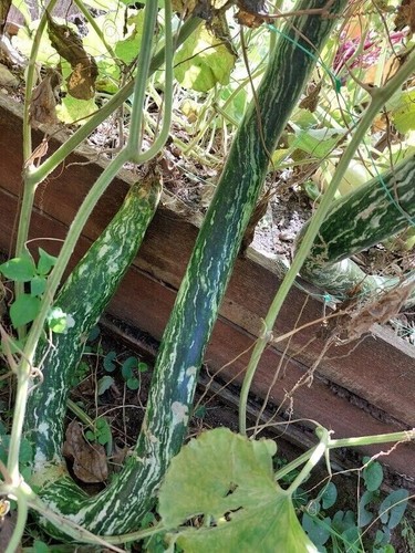 Speckled snake calabash gourd - snake,