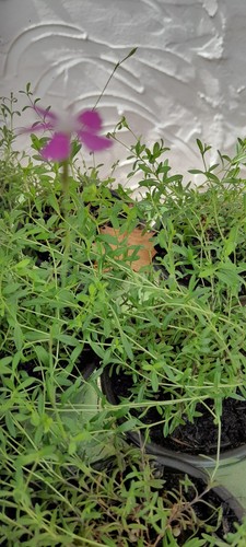 Dianthus deltoides confetti - dianthus,