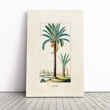 Illustration Of A Date Palm