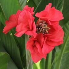 CANNA ROSITA - 5 x seeds - tropical exotic plant with bright flowers
