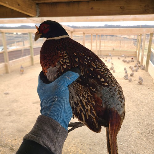 Jumbo ringneck pheasant - jumbo,