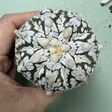 Flash sale Rare Plant