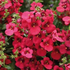 Diascia plug plants twinspur