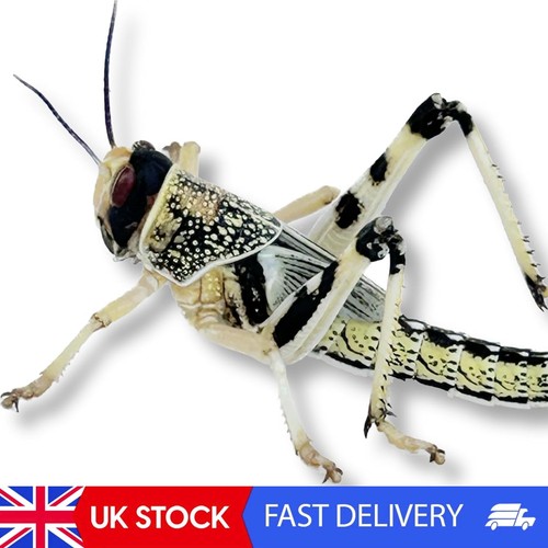 Live locusts - live,
