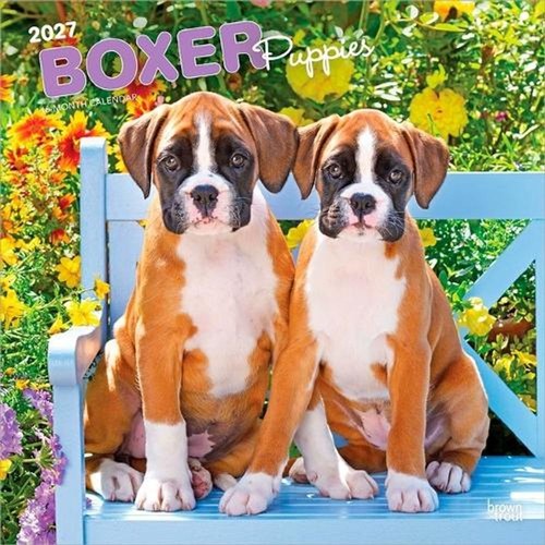 Boxer puppies 2027 24 - 12,