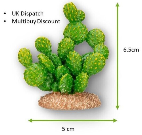 Cactus mini miniature - miniature, fairy