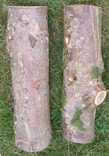 Apple wood logs - , hardwood