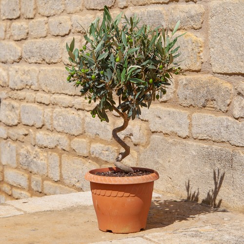 Patio spiral stem olive plant - patio,