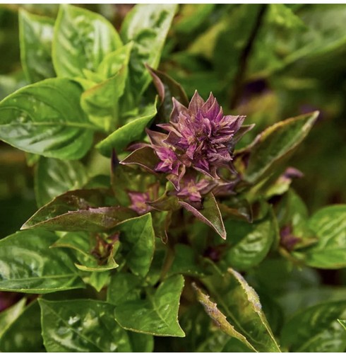 Basil batik plant - basil, 9cm