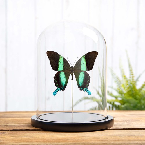 The peacock taxidermy - peacock,